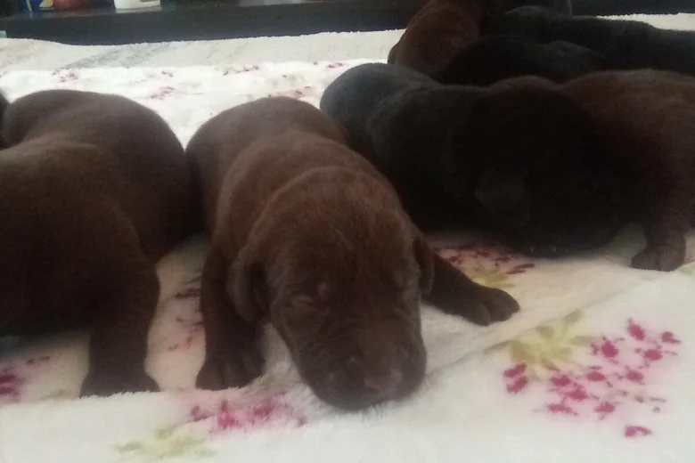 German Shorthaired Pointer