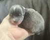 Pomchi
