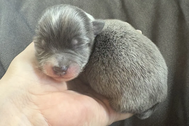 Pomchi