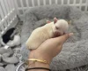Pomchi