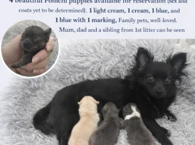 Pomchi
