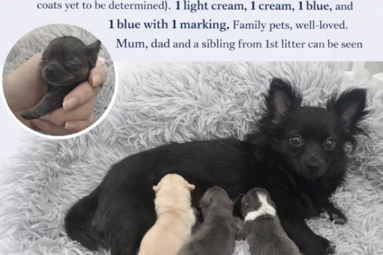 Pomchi