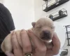 Pomchi