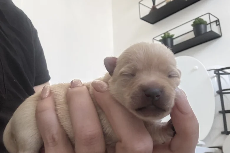 Pomchi