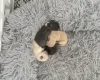Pomchi