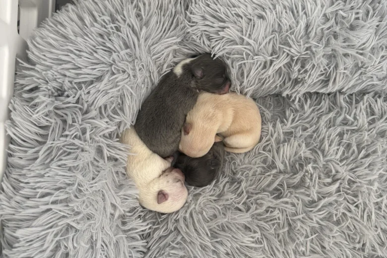 Pomchi