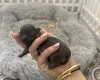 Pomchi