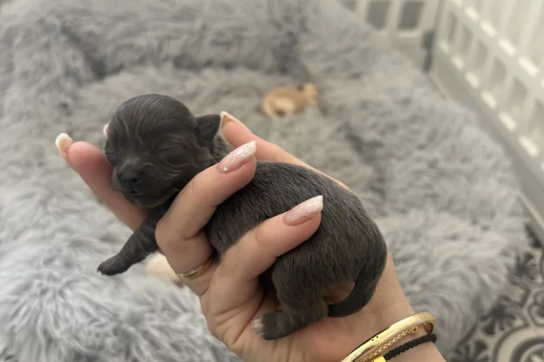 Pomchi
