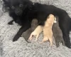 Pomchi