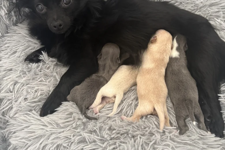 Pomchi