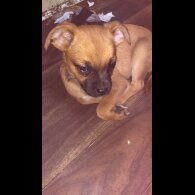 Pomchi