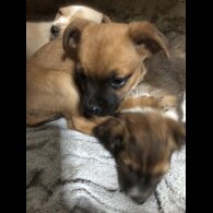 Pomchi