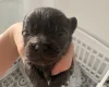 Pomchi
