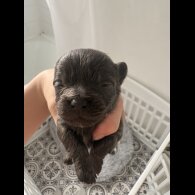 Pomchi