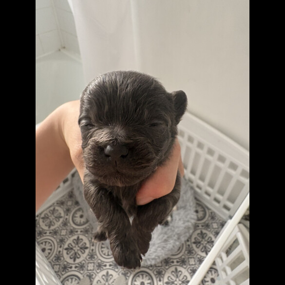 Pomchi