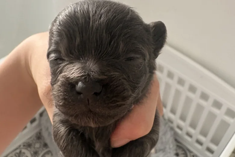 Pomchi