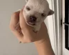 Pomchi