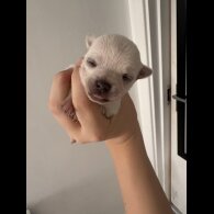 Pomchi