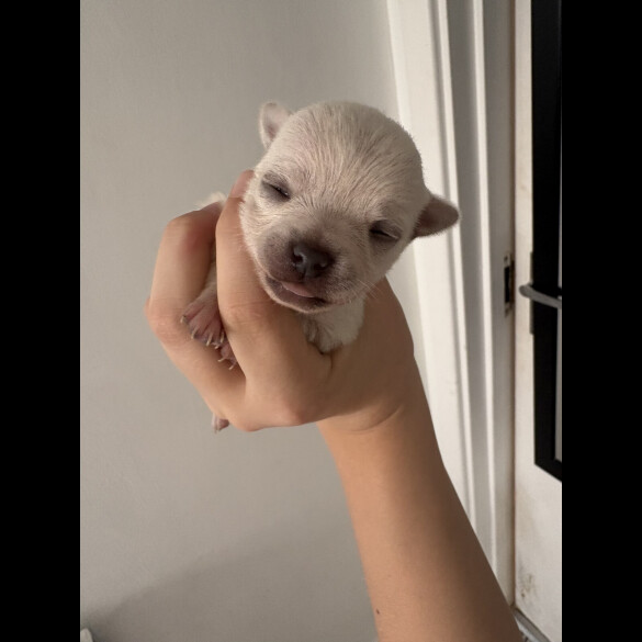 Pomchi