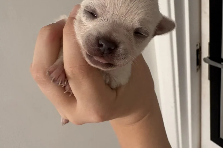 Pomchi
