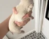 Pomchi