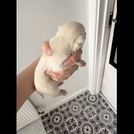 Pomchi
