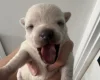 Pomchi
