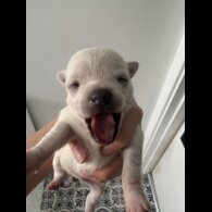 Pomchi