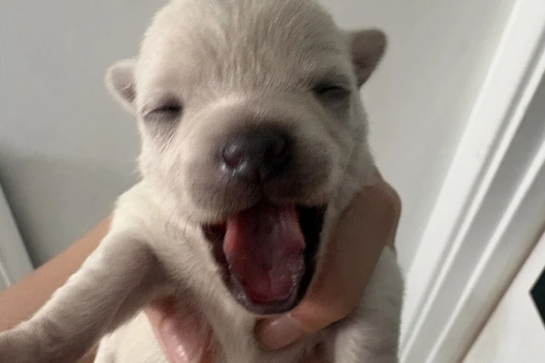 Pomchi
