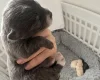Pomchi