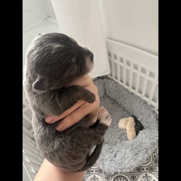 Pomchi