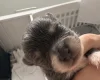 Pomchi