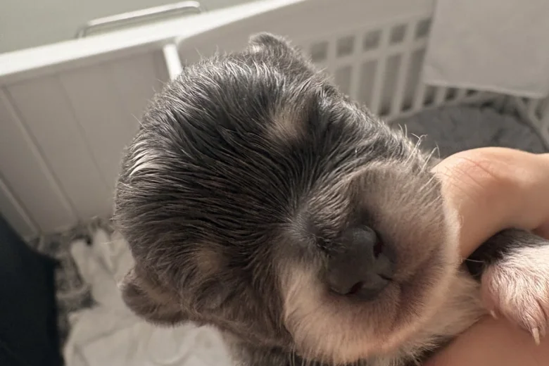 Pomchi
