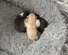 Pomchi