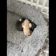 Pomchi