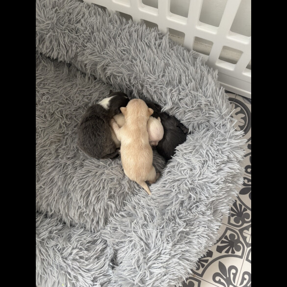 Pomchi