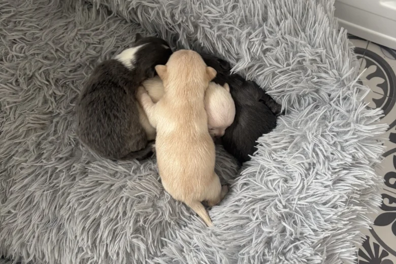 Pomchi