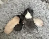 Pomchi