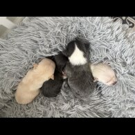 Pomchi