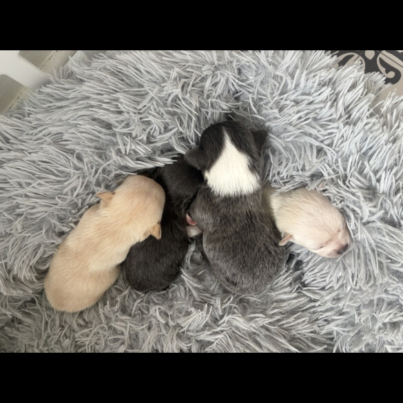 Pomchi