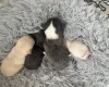 Pomchi