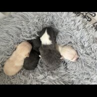 Pomchi