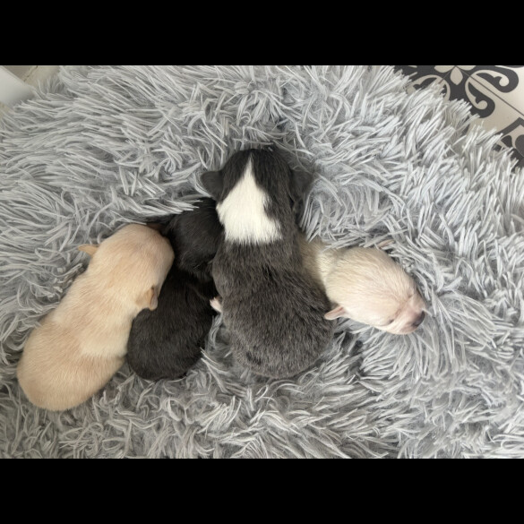 Pomchi