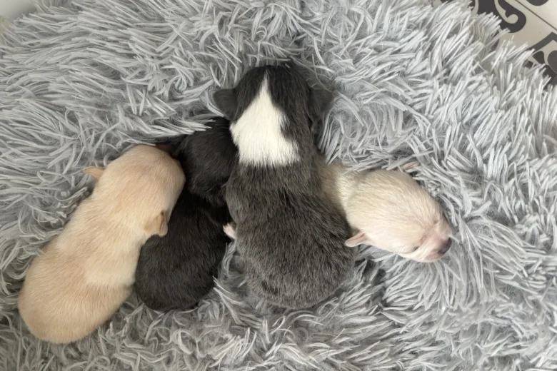 Pomchi