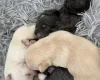 Pomchi