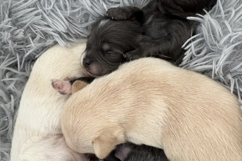 Pomchi