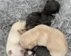 Pomchi