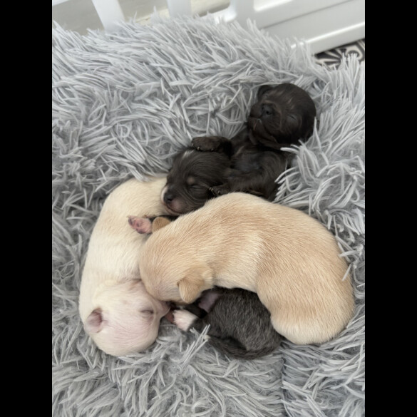 Pomchi