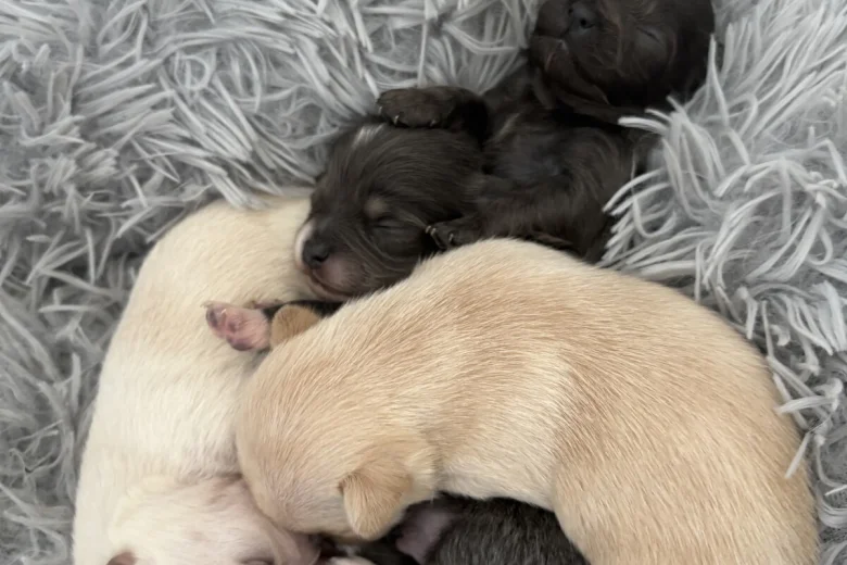 Pomchi