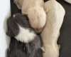 Pomchi